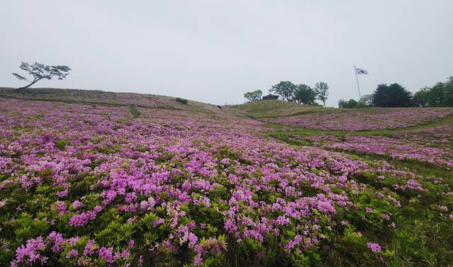 ▲ 철원군 백마고지 일대 명품숲 산철쭉 군락지.