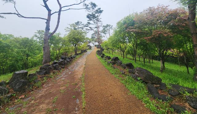 ▲ 철원군은 최근 백마고지 일대 단풍나무 군락지의 수목을 정비했다.
