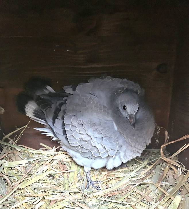 토종낭비둘기. 서울대공원
