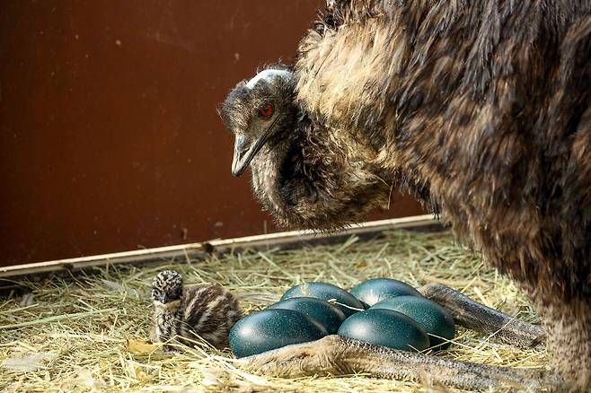 엄마 에뮤와 갓 태어난 새끼 및 부화 전 알. 서울대공원