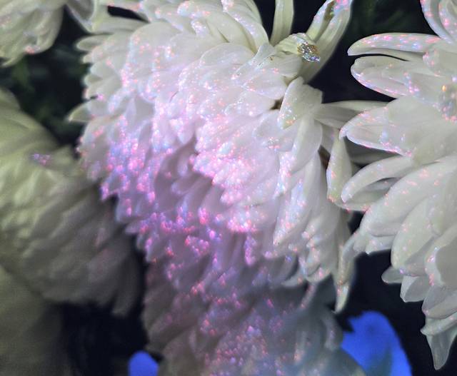 13일 서산 우리요양병원 장례식장에서 근조화환에 특수 플래시를 비추자 전날 뿌려둔 형광액이 분홍색으로 반짝였다. 재사용된 꽃으로 확인되는 순간이다.