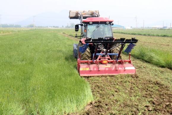 전남 장흥군농민회가 지난 13일 관산읍 삼산리에서 이상기후로 인한 월동작물 피해 보상을 촉구하며 트랙터로 보리밭을 갈아엎고 있다. 장흥군농민회 제공