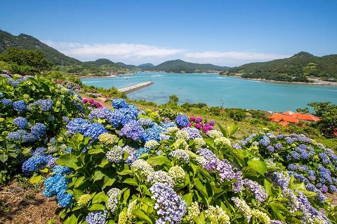 전남 고흥군 봉래면 애도마을에 있는 쑥섬(애도)은 남도의 섬 관광에서 빠질 수 없는 곳이다. 청정 쪽빛바다와 야생화 등으로 둘러싸인 고흥 대표 관광지 중 하나다. 2016년 개방된 쑥섬은 탁 트인 다도해 절경과 오랜 세월 풍상이 빚어 낸 기암괴석이 매력적인 곳이다. 특히 수백 년간 사람의 발길이 닿지 않은 원시 난대림과 정원지기가 수십년 간 꽃씨를 심고 정성껏 가꿔 온 해상정원 이 조화를 이룬 힐링 파크다. 지난해 6월 수국이 활짝 핀 쑥섬 모습 ⓒ고흥군