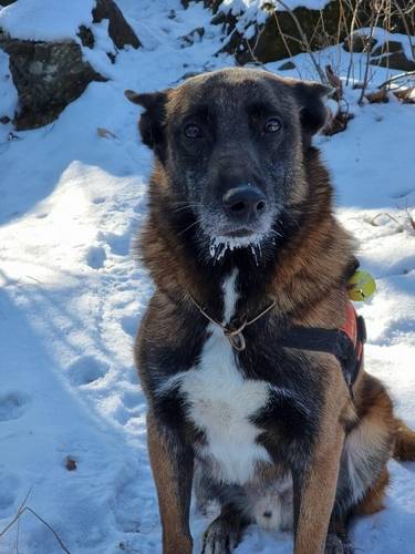 119 구조견 '전진' [경기도 북부소방재난본부 제공, 재판매 및 DB 금지]