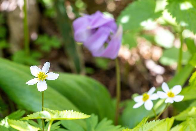 지는 보랏빛 '얼레지' 앞에 하얀 '홀아비바람꽃'이 한창이다. 선자령엔 야생화들이 철에 맞춰 쉴 새 없이 피고 지며 자연의 질서를 넌지시 알려준다. / 이신영 영상미디어 기자