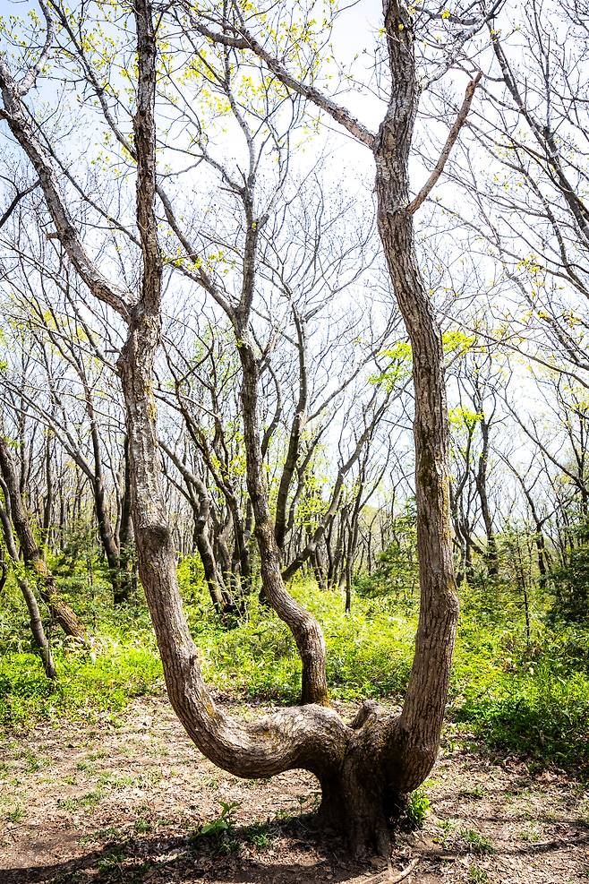 2인이 나란히 앉아 기념사진 찍기 좋은 선자령 트레킹 코스의 '의자나무'. / 이신영 영상미디어 기자
