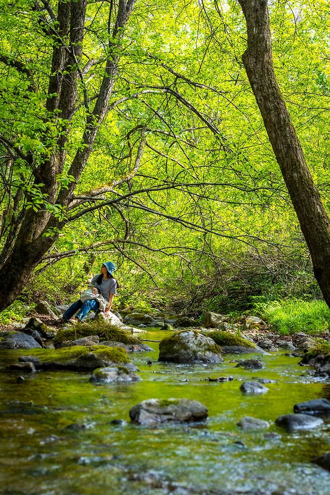 '샘터' 부근의 계곡에서 물소리를 들으며 '물멍'은 필수. 여름엔 선자령 등산로에서 '고진감래'를 느끼게 해주는 오아시스같은 곳이다. / 이신영 영상미디어 기자