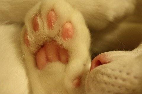 copyImage.jpg 젤리 GOTA