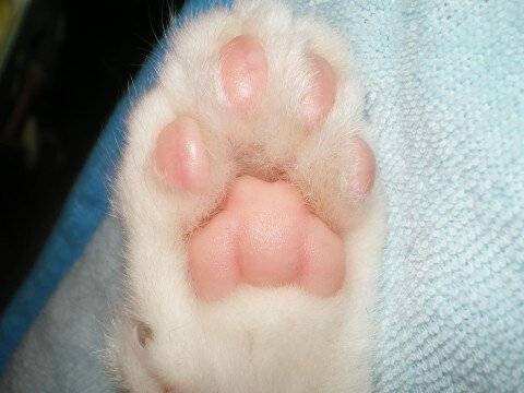 copyImage.jpg 젤리 GOTA