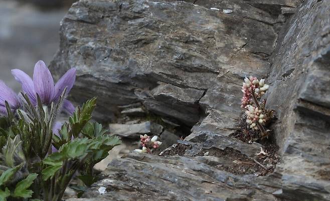 이른 봄 동강할미꽃 필 때 그 옆에서 꽃대를 밀어 올리는 돌단풍. 허태임
