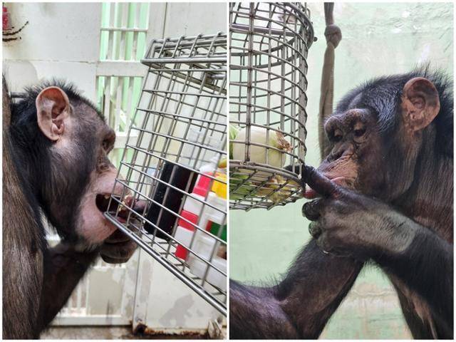 서울대공원 침팬지 광복이와 관순이가 스테인리스망 안에 든 먹이를 꺼내 먹거나(왼쪽) 퍼즐을 갖고 놀고 있다. 김보경 책공장더불어 대표 제공