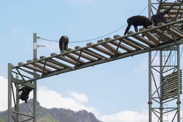 서울대공원 침팬지 사육장에서 침팬지 무리가 침팬지 타워를 오르고 있다. 광복이와 관순이가 이 무리와 합사하게 되면 침팬지 타워도 이용할 수 있게 된다. 강예진 기자