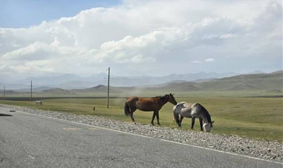 천상 고원의 방목 천리마 후손. [사진=윤영선]