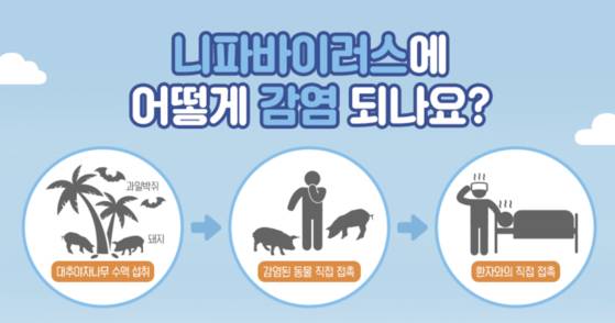 2019년 8월 질병관리본부(질병관리청 전신)의 니파바이러스 안내 카드뉴스. 사진 질병관리본부(질병관리청)