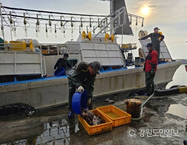 ▲ 지난 16일 새벽 첫 조업을 마치고 강릉 주문진항에 입항한 채낚기어선들이 오징어를 하역하고 있는 모습. 황선우 기자