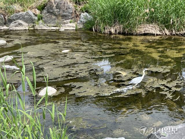 16일 원인 모를 물체 위로 새 한 마리가 가로질러 걸어가고 있다. 박소민기자