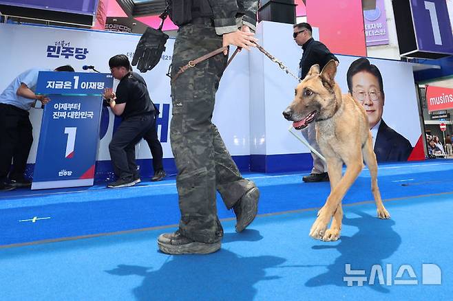 [대구=뉴시스] 권창회 기자 = 13일 대구 중구 동성로 광장에서 이재명 더불어민주당 대선 후보의 집중유세 시작 전 경찰 관계자와 폭발물 탐지견이 수색을 하고 있다. 2025.05.13. kch0523@newsis.com