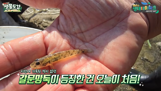 청계천에서 발견된 ‘갈문망둑’.&nbsp; TV생물도감 영상 캡처