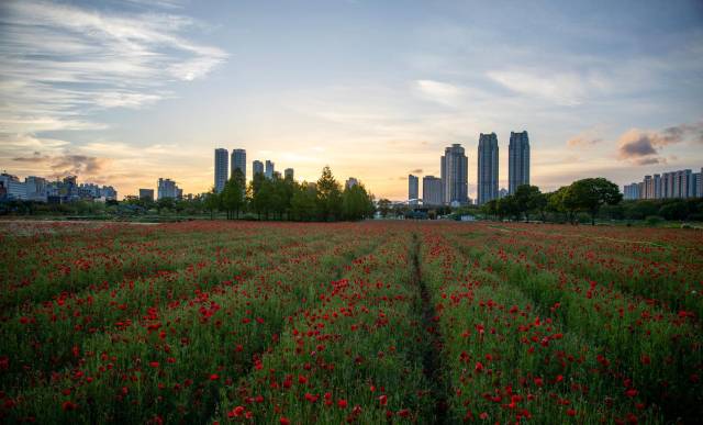 태화강 국가정원을 가득 메운 꽃양귀비. 사진제공=울산시