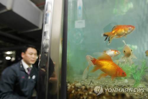어항에 갇힌 금붕어 [연합뉴스 자료사진]