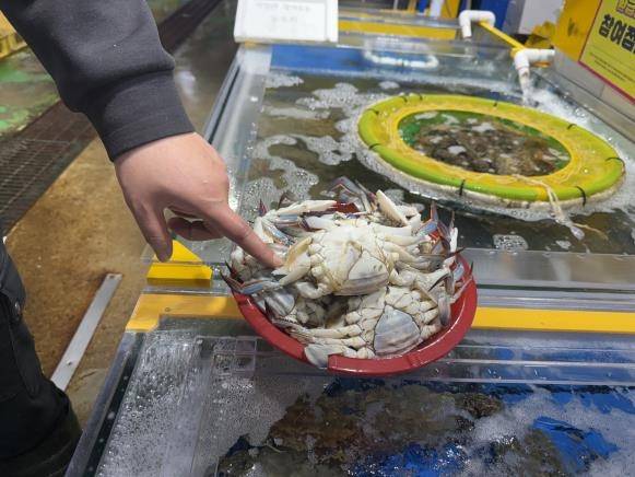 금어기 전 알을 품었던 꽃게 [연합뉴스. 재판매 및 DB 금지]