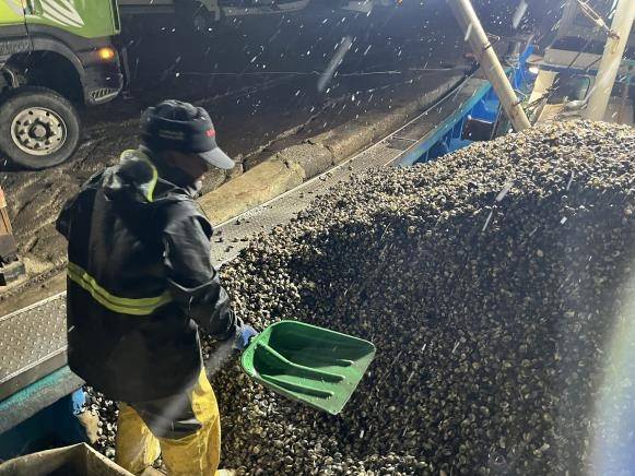 새꼬막 수확 모습 [백미리 어촌계 제공. 재판매 및 DB 금지]