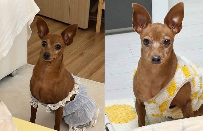 옷 태가 남다른 대추(인스타그램 daechusz 제공). ⓒ 뉴스1