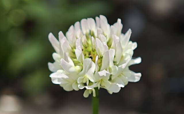 기자가 샤오미 15 울트라로 찍은 사진 (사진=지디넷코리아 신영빈 기자)