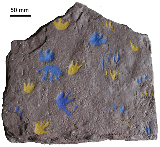 3억5600만년 전 초기 파충류 발자국 화석.  앞발자국은 노란색, 뒷발자국은 파란색으로 표시돼 있다. 사진=그제고르즈 니에즈비에즈키