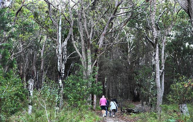 베오와국립공원에서 숲과 교감하기 위해 발을 디딘 여행객들. 박미향 기자