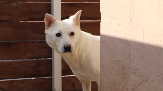 경기 남양주시에 위치한 동물자유연대 '온센터'에서 보호받고 있는 개 '백온이'의 모습. 동물자유연대 제공