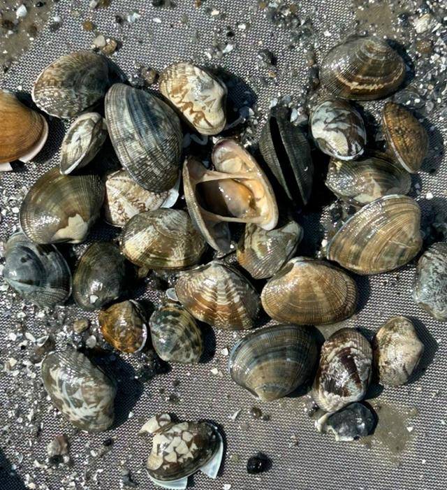 폐사한 경기바다 바지락. 경기도 제공