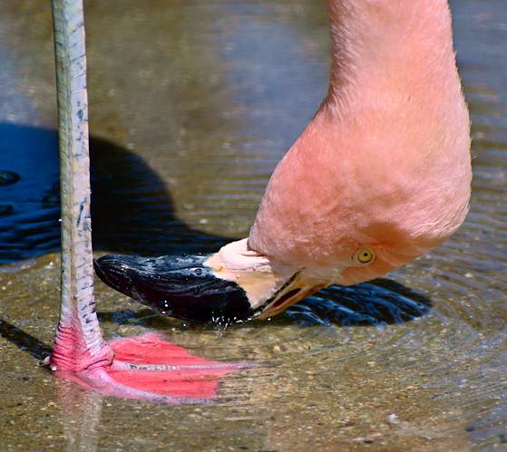 얕은 물가에서 먹이를 잡는 홍학(플라밍고)의 모습. 사진 빅터 오르테가 히메네즈 조교수