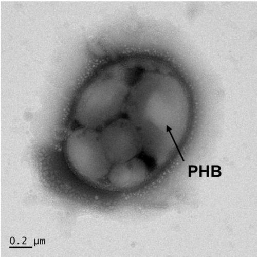미생물 [사진 = 이상엽 한국과학기술원(KAIST) 특훈교수팀]