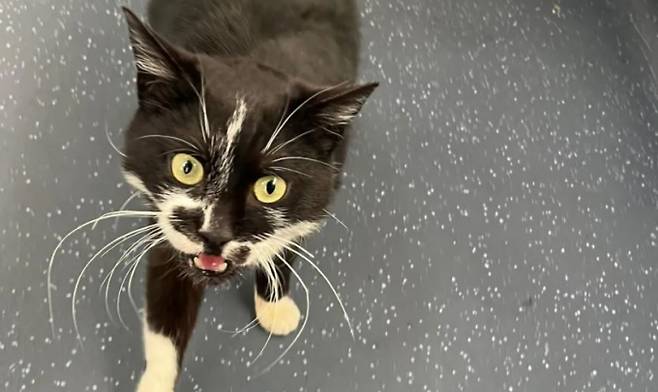 프랑스에서 실종됐던 고양이가 약 1년 만에 주인과 기적적으로 재회했다. 사진은 해당 고양이 모습. /사진=BBC