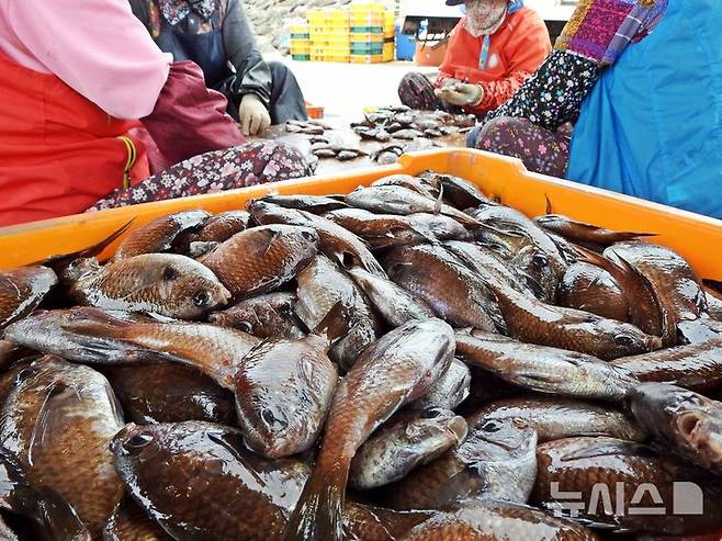 [제주=뉴시스] 오영재 기자 = 18일 오전 제주 서귀포시 보목항에서 열린 '보목 2025 자리돔축제' 내 자리돔판매장에서 관계자들이 자리돔을 손질하고 있다. 2025.05.18. oyj4343@newsis.com