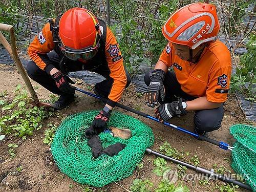 강아지 구조한 소방관들 [순창소방서 제공]