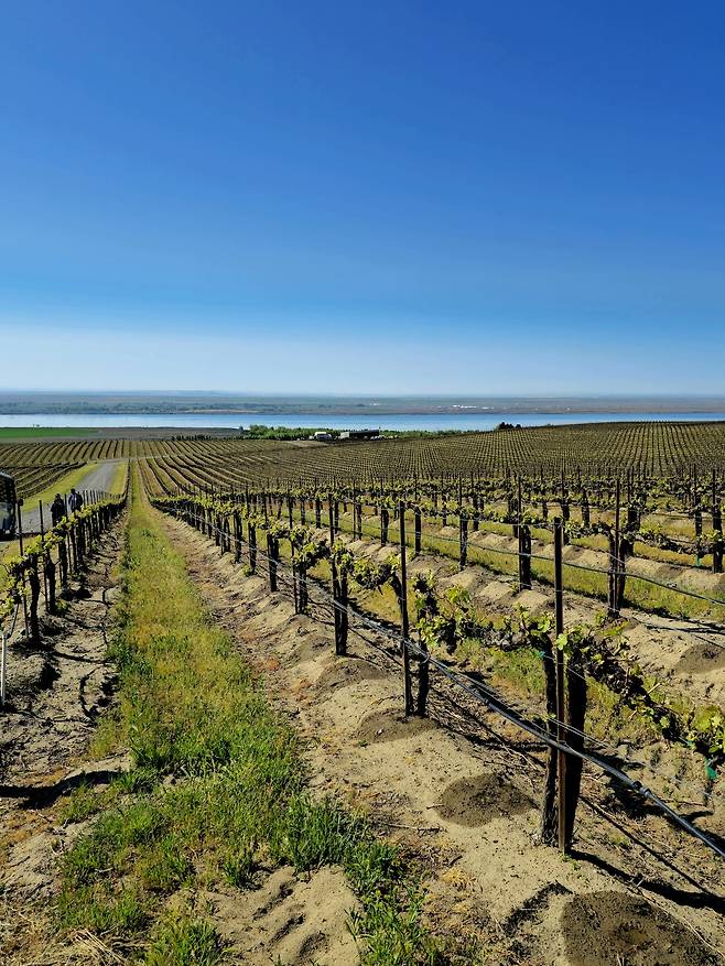 극소량 물을 공급하는 샤토 생 미셸 카누리지빈야드.