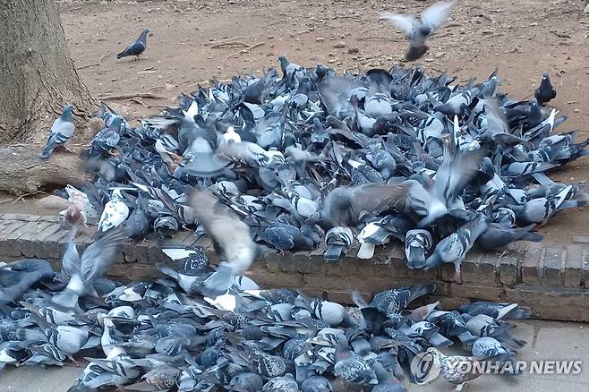 비둘기 떼 [연합뉴스 자료사진]