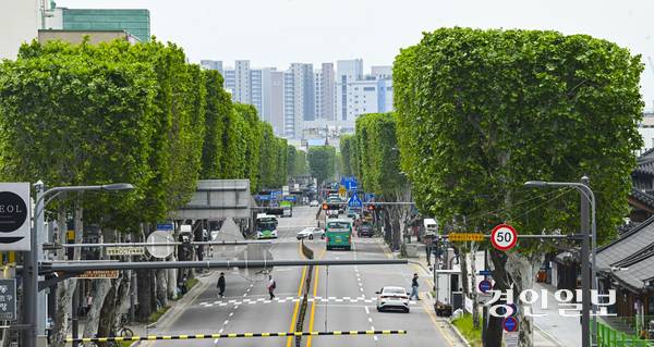 19일 오전 수원시 팔달구 정조로 일대의 양버즘나무(플라타너스)가 사각형 모양으로 새단장해 눈길을 끌고 있다. 수원시는 가로 경관을 위해 매년 봄과 가을 두 차례 가로수를 사각기둥 모양으로 정비한다. 2025.5.19 /이지훈기자 jhlee@kyeongin.com