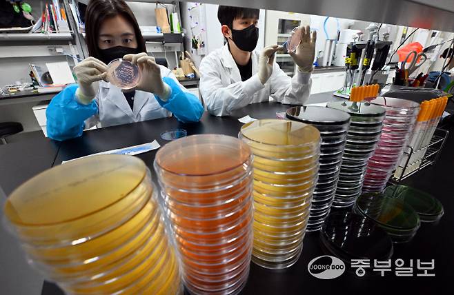 기온이 오르며 전국적으로 식중독 위험이 증가하고 있는 19일 오전 수원시 권선구 경기도보건환경연구원에서 연구원들이 식중독균 배양분리작업을 시연하고 있다. 김경민기자