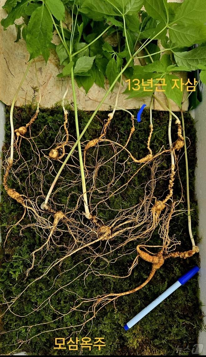 전남 순천 산지에서 발견된 천종산삼.(한국전통심마니협회 제공. 재판매 및 DB 금지)