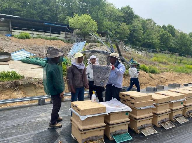 지난 15일 전남 함평군이 꿀벌 사라짐 현상과 병해충 확산 등 이상기후에 따른 양봉 농가의 어려움을 해소하고자 이동 양봉 농가를 대상으로 현장 기술 지원에 나서고 있다. 전남 함평군 제공