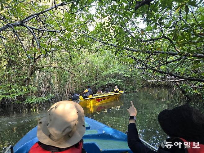 빈탄리조트 맹그로브숲을 탐사하는 보트투어.