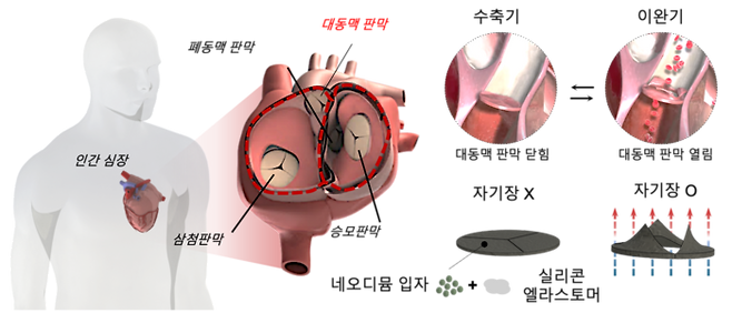 대동맥 판막 구조 생체 모방한 자성 심장판막
