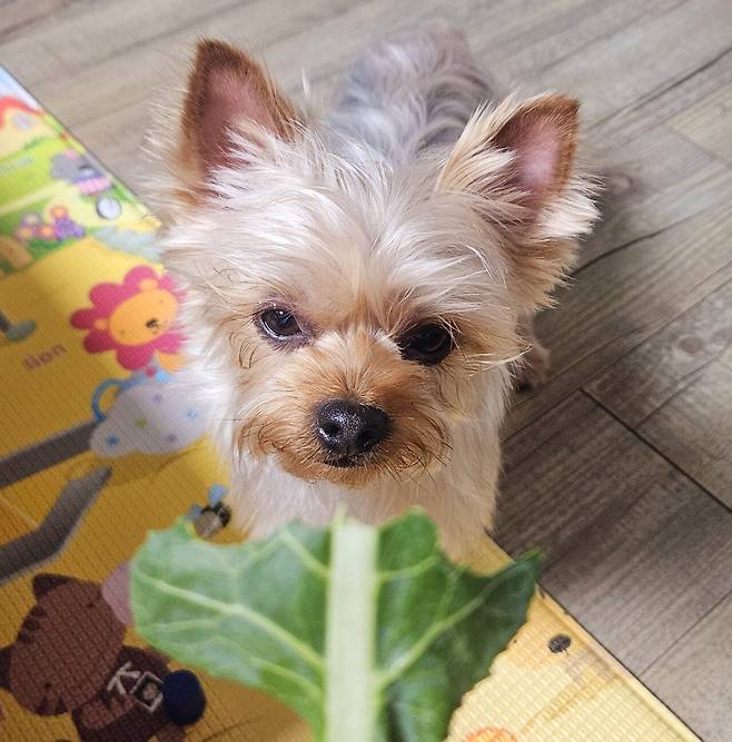 20250518_213554.jpg 저녁 코스트코 통 채끝등심 손질해서 냠냠