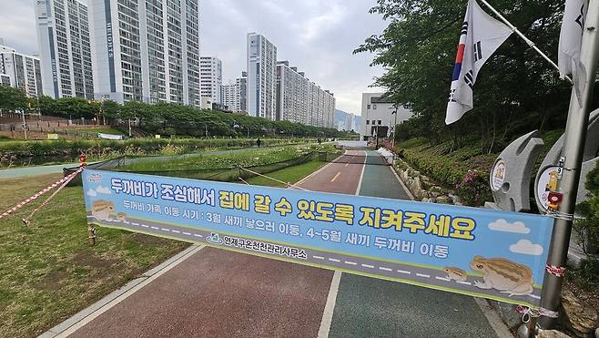 부산 연제구 온천천 생태연못에 새끼 두꺼비 로드킬을 막기 위해 인도와 자전거도로를 통제한 모습. 김영동 기자