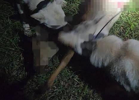 훈련된 진돗개들이 노루를 사냥하는 모습. 제주도 자치경찰단 제공