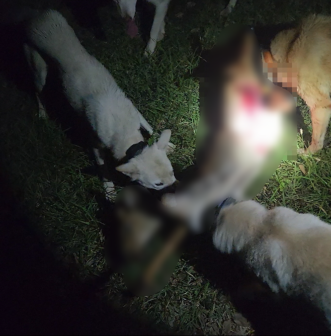 개들에게 고라니 내장을 뜯어먹게 하는 모습 (제주자치경찰단 제공)