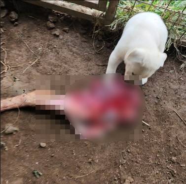 새끼 진돗개에게 사냥 훈련을 하는 과정에서 노루 사체를 먹게 하는 모습. 사진 제주도 자치경찰단